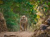 tygr_Ranthambore_Indie_shutterstock.jpg